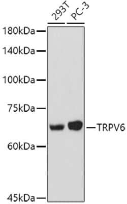 Western Blot: TRPV6 AntibodyAzide and BSA Free [NBP2-93876]